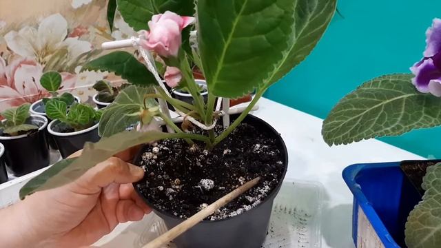 Почему глоксиния сбрасывает бутоны? смотреть онлайн