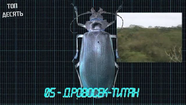 10 самых сильных насекомых смотреть онлайн