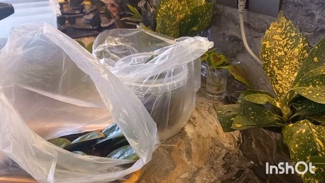 УКОРЕНЕНИЕ ЗАМИОКУЛЬКАСА!!!! смотреть онлайн