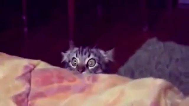 Самые лучшие приколы с животными небойся это кот смотреть онлайн