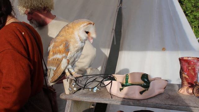 СМЕШНАЯ, ЗАБАВНАЯ СОВА СИПУХА ПО ИМЕНИ ВЕТЕРОК, ИГРАЕТ С ВЕРЁВОЧКОЙ. BARN OWL. メンフクロウ. lechuza. смотреть онлайн