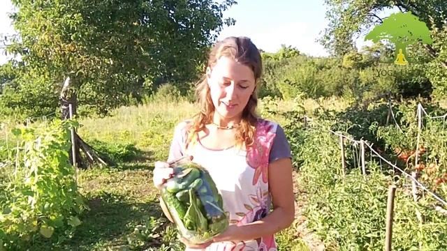 Yoga-Life / Хрустящие соленые огурчики. Вкусные домашние заготовки на зиму :) смотреть онлайн