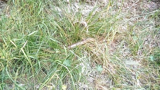 Змея ? в Армении Капан курятники смотреть онлайн