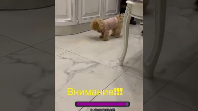 мальтипу Ф1 Бонита со своей хозяйкой смотреть онлайн