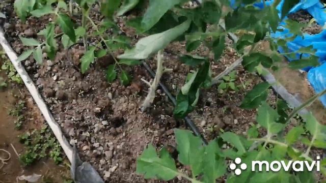 Бурая пятнистость на томатах и клубнике..КЛАДОСПОРИОЗ. смотреть онлайн