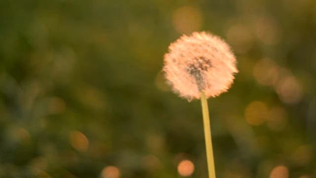 Магические действия и сновидения