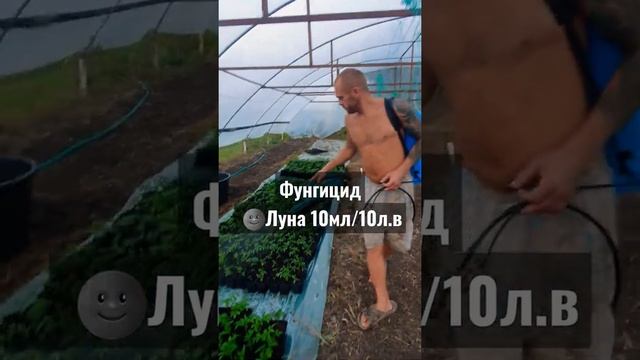 Обработка фунгицидом Луна. Корневая гниль. Чёрная ножка. #shorts смотреть онлайн