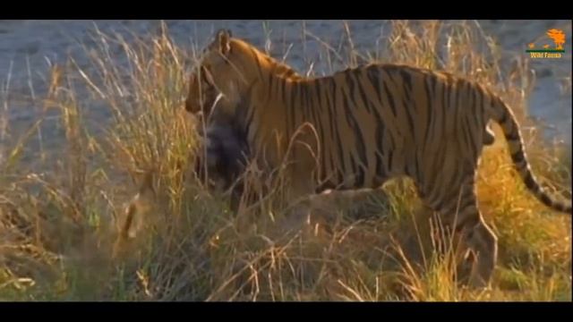 Wild Fauna / Тигриные воины / Тигры
