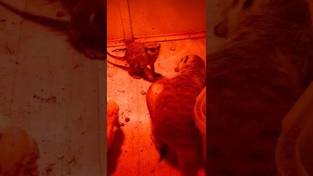 Жизнь семьи Сурикатов смотреть онлайн