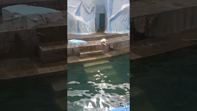 Белые медведи в Новосибирском зоопарке смотреть онлайн