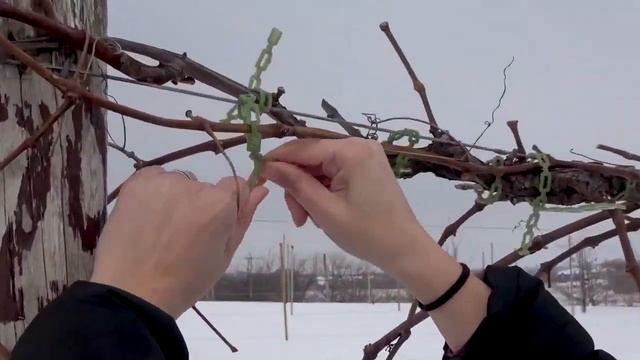 Болезни штамба винограда на высоком кордоне. Замена рукава, лучшее время для обрезки (Миннесота) смотреть онлайн