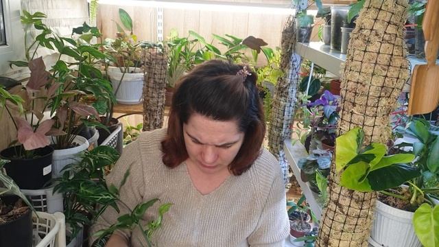 Флорариум, новинка и про планы