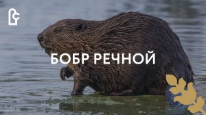 Бобр речной