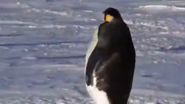 Пиндосы смотреть онлайн