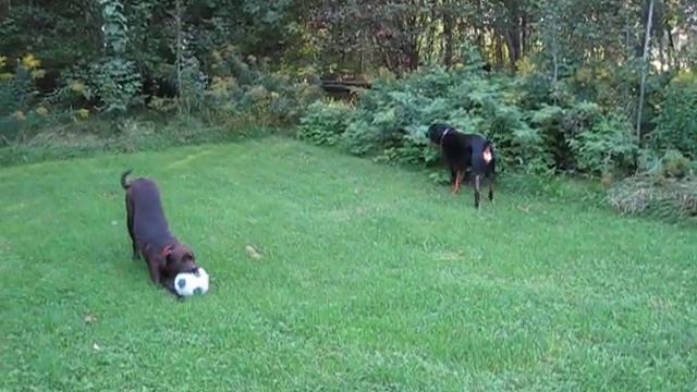 Pitbull américain croisé Rottweiller allemand joue avec Rottweiler américain смотреть онлайн