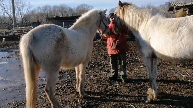 Переменчивая погода) Конная база Полуботки смотреть онлайн
