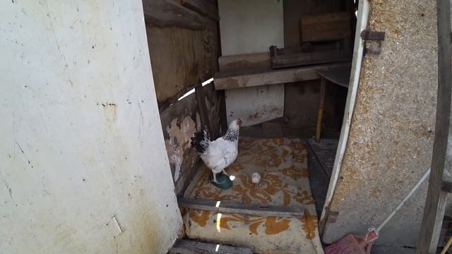 НАКОНЕЦ-ТО МЫ ЭТО СДЕЛАЛИ! смотреть онлайн