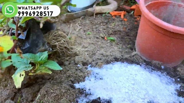 ये छोटा सा पीला फूल हिला देगा पूरा शरीर || This Small can cure any mouth related problems in 5 min. смотреть онлайн