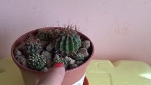 #511.Отсаживаем детки кактусов,как я укореняю.