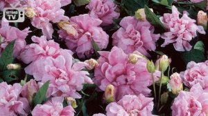 Цветущие лианы для сада ? КАЛИСТЕГИЯ МАХРОВАЯ ? Обзор от HitsadTV