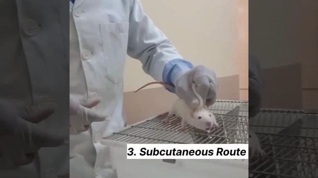 Preclinical Routes Of Administration In Wistar Rats смотреть онлайн