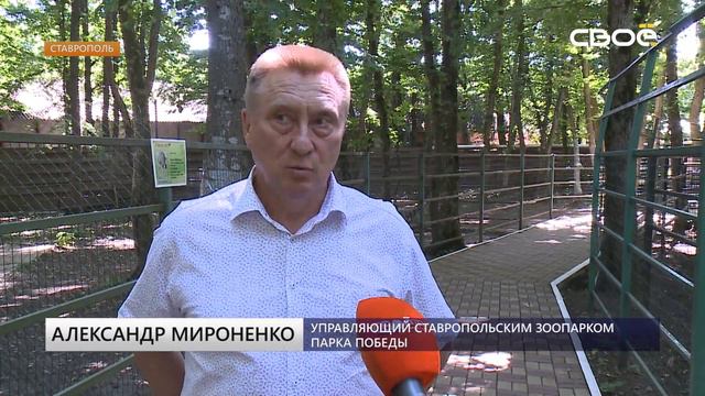 Страусята эму и оленёнок родились в парке Ставрополя смотреть онлайн