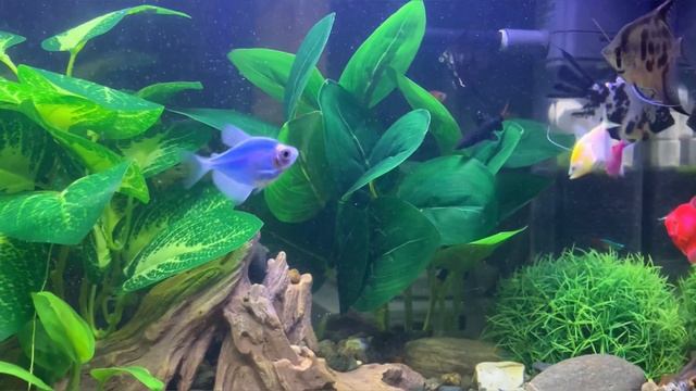 Аквариумистика #рыбка скалярии, тернеции и лабео смотреть онлайн