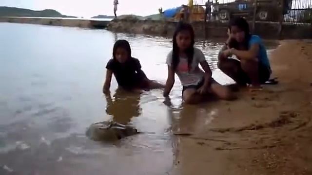 cangrejo herradura (limulus polyphemus) смотреть онлайн