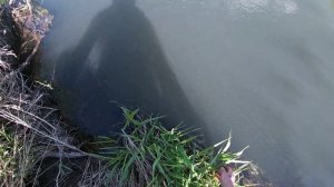 Голавль любит воблеры, ловля голавля на реке, весной. Ловля голавля весной на спининг.