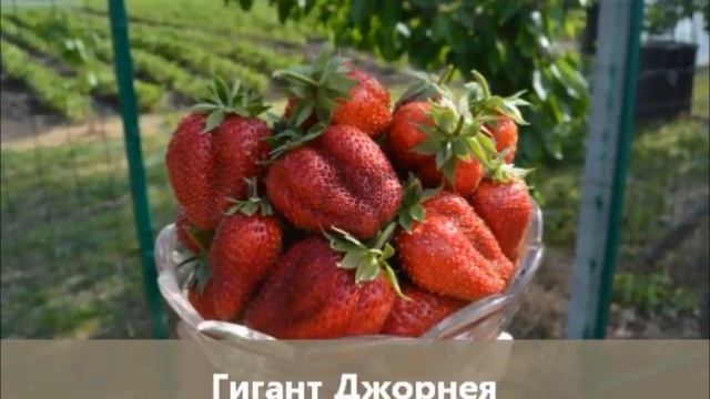 Земляника семенами: Гигант Джорнея - гигантские ягоды и выдающаяся урожайность! смотреть онлайн