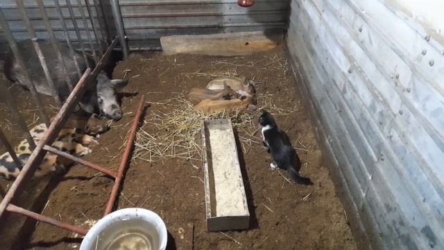 Вирус в свинарнике. смотреть онлайн