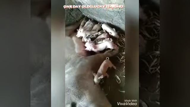 LUCKY NUMBER 13-2021(PIGLETS) смотреть онлайн