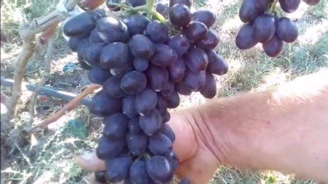 ?ВИНОГРАД СОРТА КОДРЯНКА смотреть онлайн
