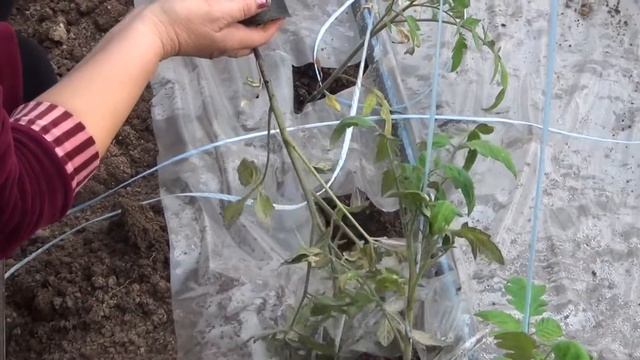 Высадка и подвязка рассады томата Фенда F1. 23-12-2017