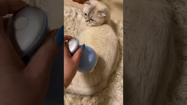 Массажёр для головы + кошачий релакс смотреть онлайн
