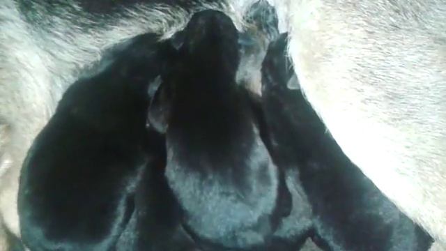 У мой соба ки Немецкой овчарки родилось 5 щенков. смотреть онлайн