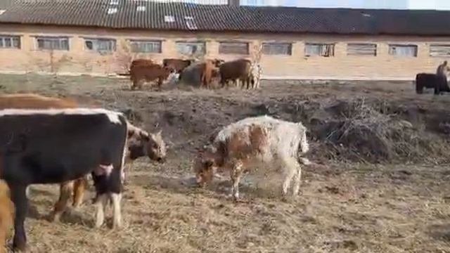 Бычки мясного направления от 5 месяцев до 14 месяцев смотреть онлайн