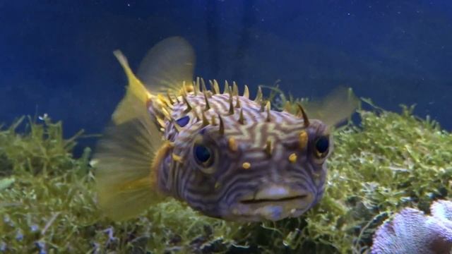 Кузовок и иглобрюхи 1