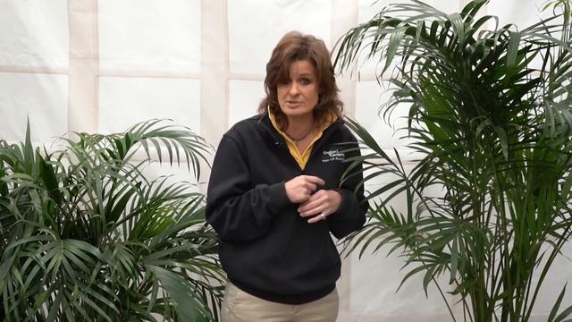 How to Care for a Cataractarum Palm ENGLISH GARDENS смотреть онлайн