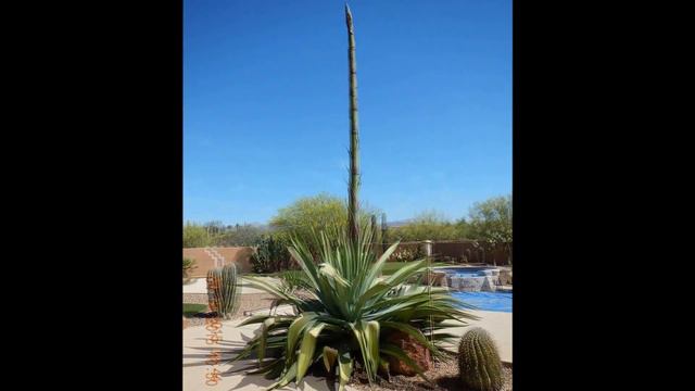 Giant Blue Agave sprouts a fatal spike смотреть онлайн