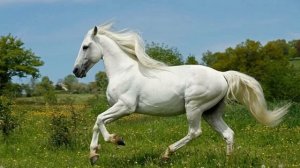 Как ржет лошадь? -Звук лошади.