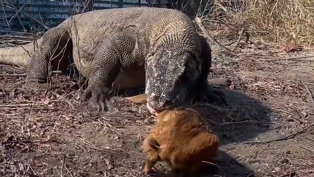 Komodo dragon eats a kid goat alive/комодский дракон сьедает заживо козленка смотреть онлайн