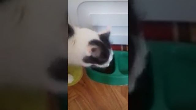 Звериный Аппетит!Кошка Жужа тестирует корм! смотреть онлайн