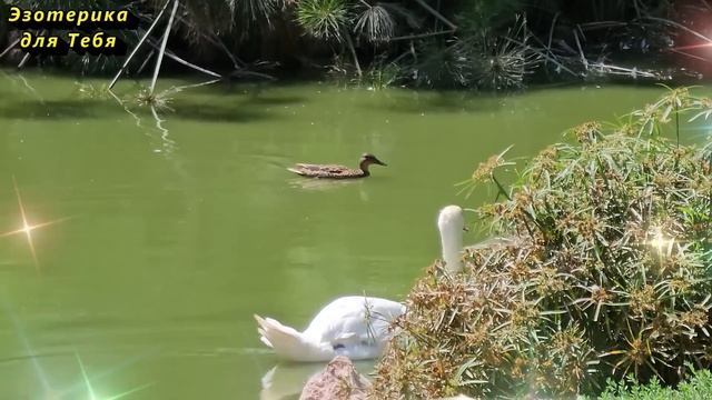30 июня народный праздник день Мануила или Сонцестой. Что нельзя делать. Приметы традиции обряды смотреть онлайн