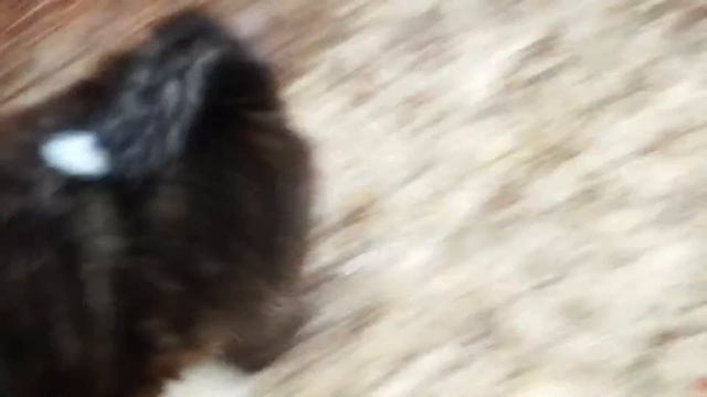 Акита (тигровая) дочка ХОШИКО смотреть онлайн