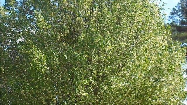 Nikon CoolPix Outdoor Video test