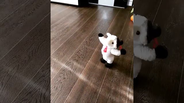 Тайский риджбек и непонятная зверушка 😱