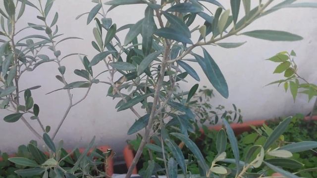 Olea Europaea (Olive) Bonsai Tree смотреть онлайн