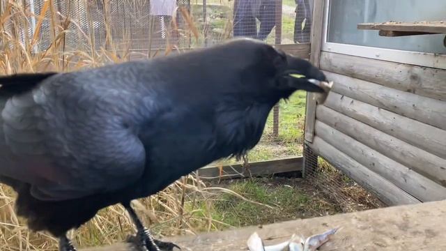 Ворон Яша отведала рыбки!!!! смотреть онлайн