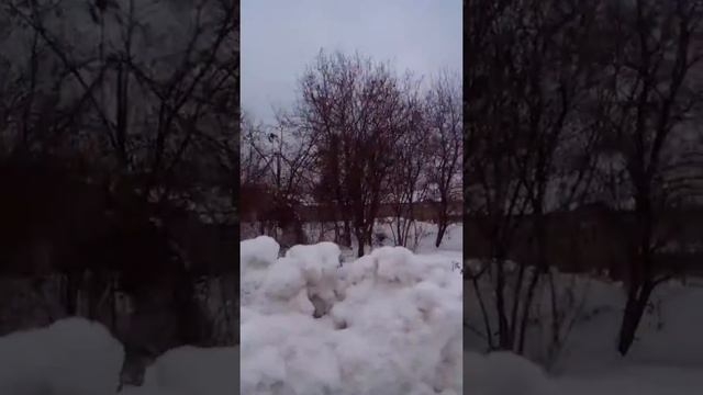 Фазани,куропатки зимой смотреть онлайн